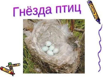 Презентация домики которые построила природа 1 класс