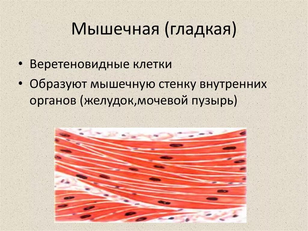 Гладкие мышцы. Клетки гладкой мускулатуры. Гладкомышечная ткань. Изображение гладкой мышечной ткани.