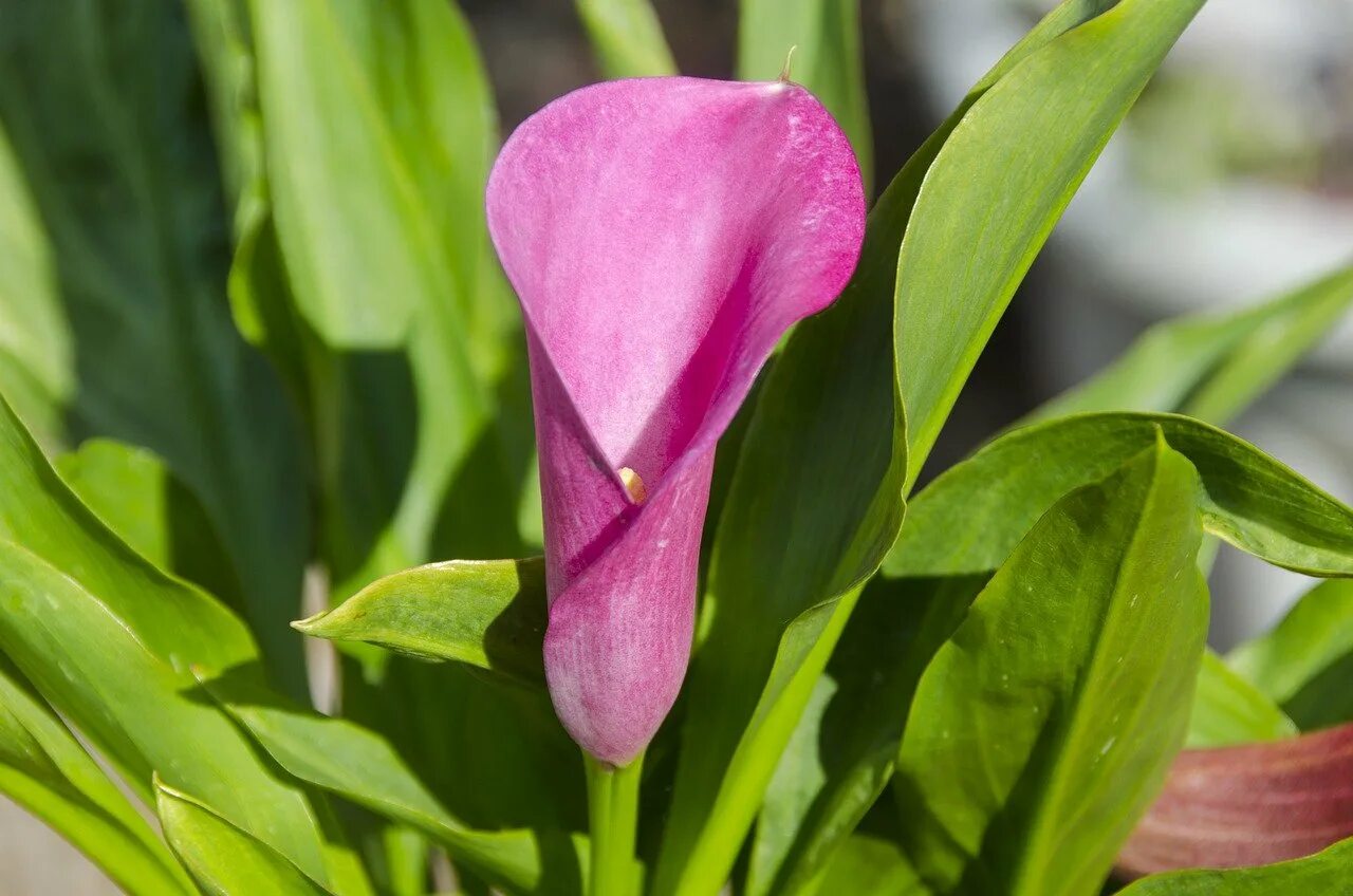 Калла гарнет глоу. Калла парфайт. калла монте карло. calla lily цветок листья.