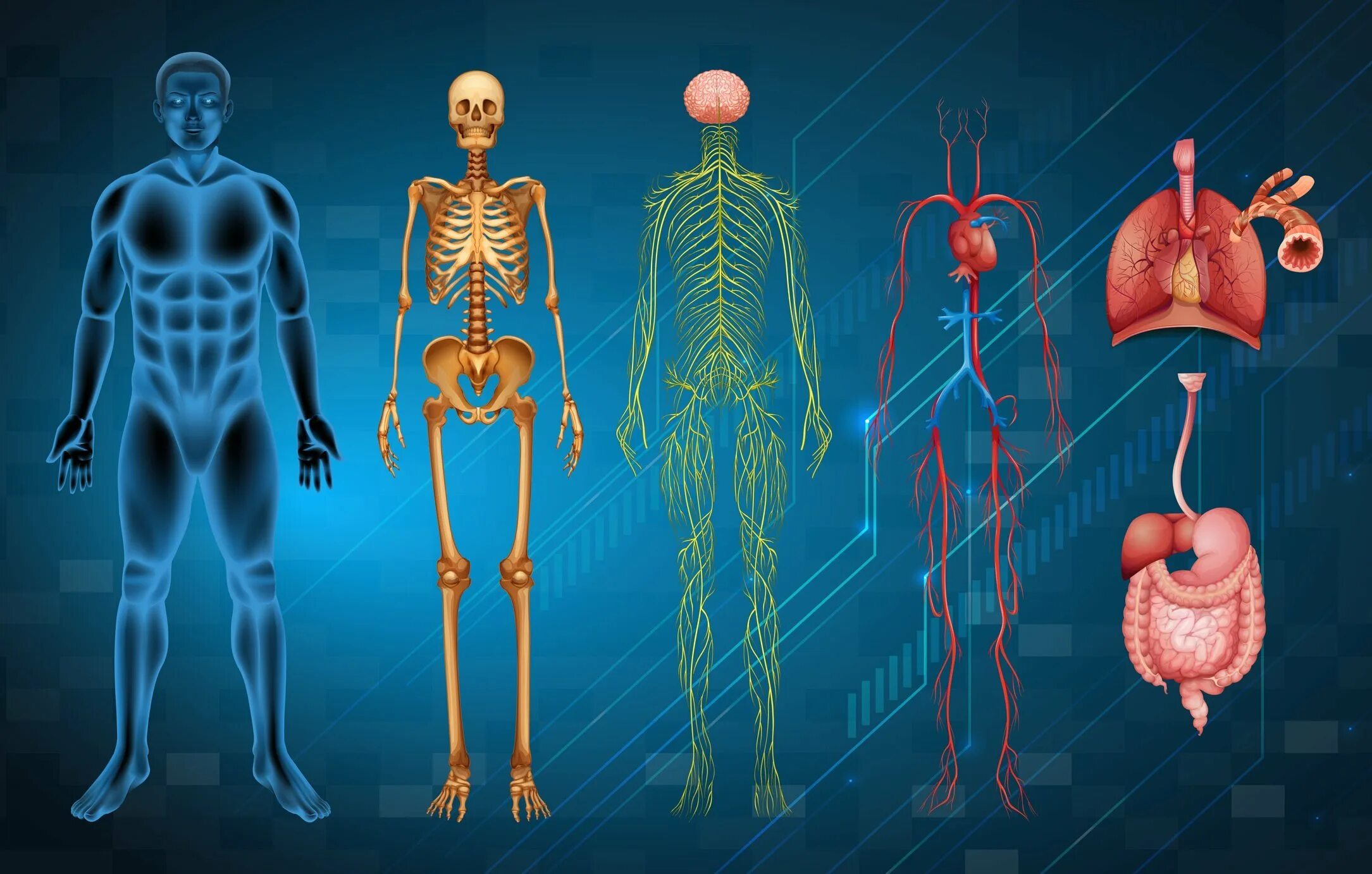Организм человека и сам человек. Организм человека. Анатомия человеческого тела. Внутренние органы человека.