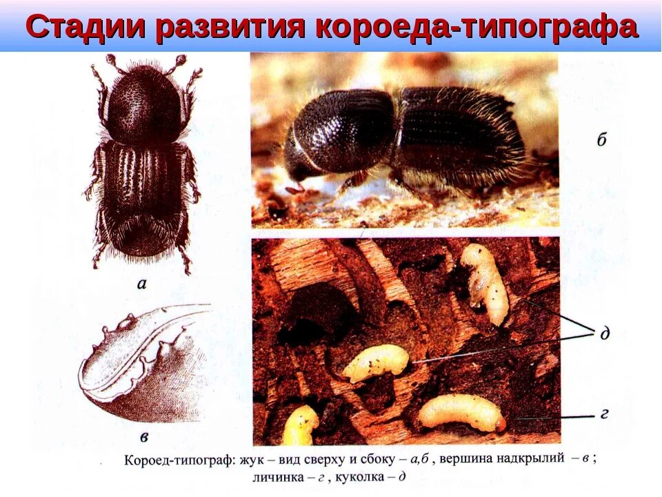 Личинка жука короеда какой тип ротового аппарата. Короед типограф куколка. стадии развития короеда типографа. короед типограф цикл развития. личинка жука короеда.