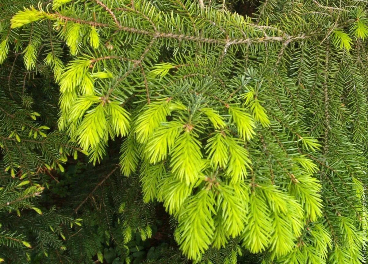 Светло хвойные. Ель европейская Picea Abies. Picea Abies Horstmann Yellow. Ель обыкновенная Picea Abies. Ель обыкновенная, или ель европейская (Picea Abies).