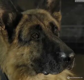 Пес 1 все