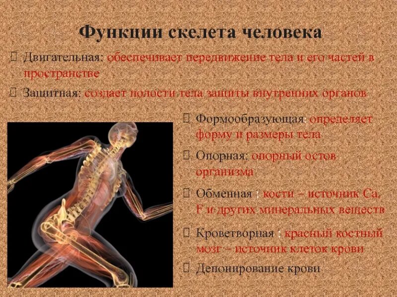 Костная система выполняет в организме функцию. Скелет опорно двигательная система биология 8 класс. Функции опорно двигательной системы человека 8 класс биология. 8 Класс биология тема опорно-двигательная система".. Презентации на тему опорно двигательная система.