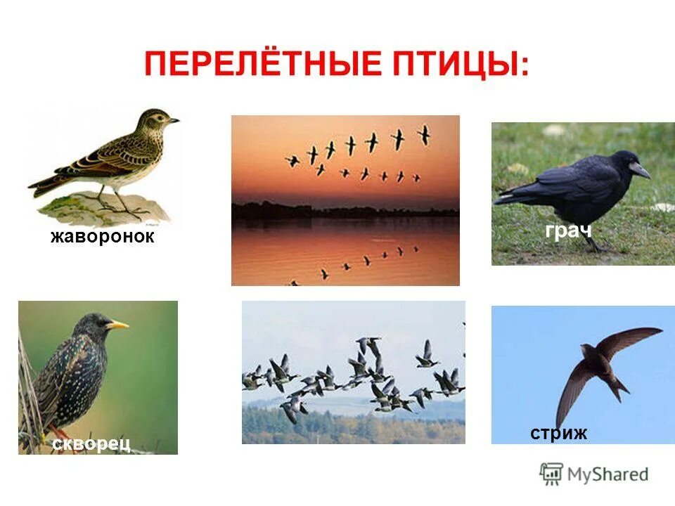 стриж и скворец. грач, скворец, жаворонок, ласточка). грач, скворец, жаворонок, ласточка). жаворонки, грачи, скворцы. грачи, ласточки, стрижи.