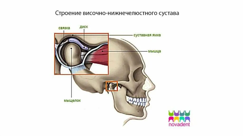 Внчс уха. Анатомия сустава ВНЧС. Мышцы височно-нижнечелюстного сустава анатомия. Височно-нижнечелюстной сустав строение. Анатомическое строение височно-нижнечелюстного сустава (ВНЧС)..