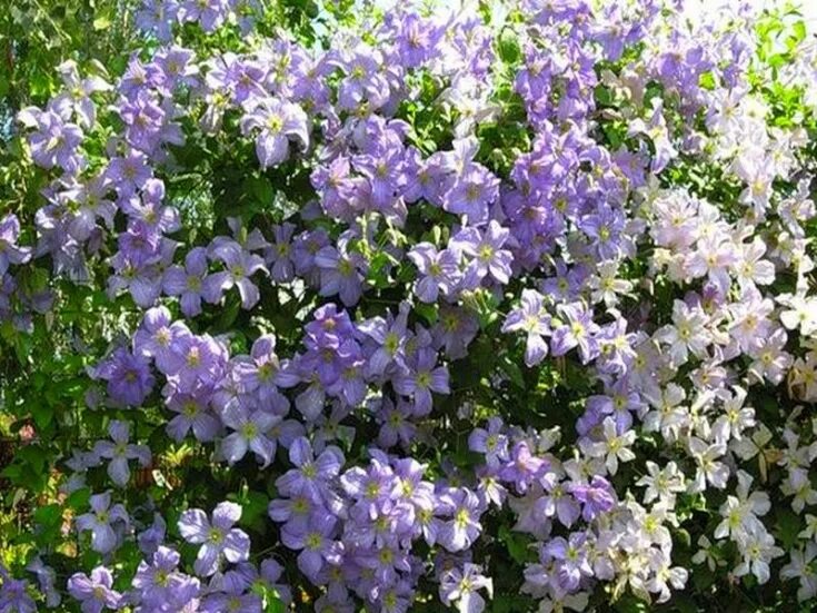 клематис блекитни аниол