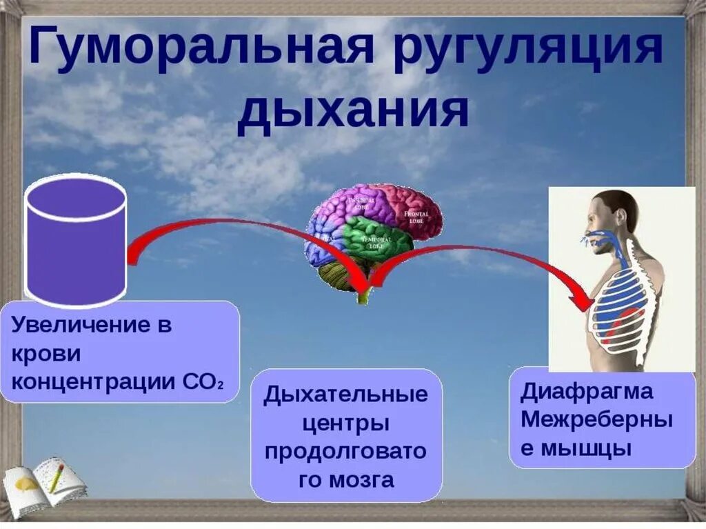 Дыхание и память читать. Гуморальный регулятор дыхания. Основные гуморальные регуляторы дыхания. Гуморальный механизм регуляции дыхания. Дыхательная система человека 8 класс регуляция дыхания.