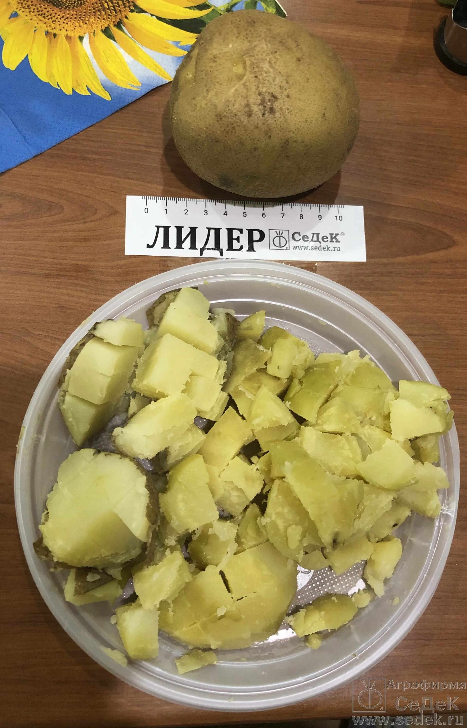 Картофель сорта латона семенной. Картошка лидер семена. Картофель семенной лидер. Характеристика сорта лидер. Картофель семенной лидер.