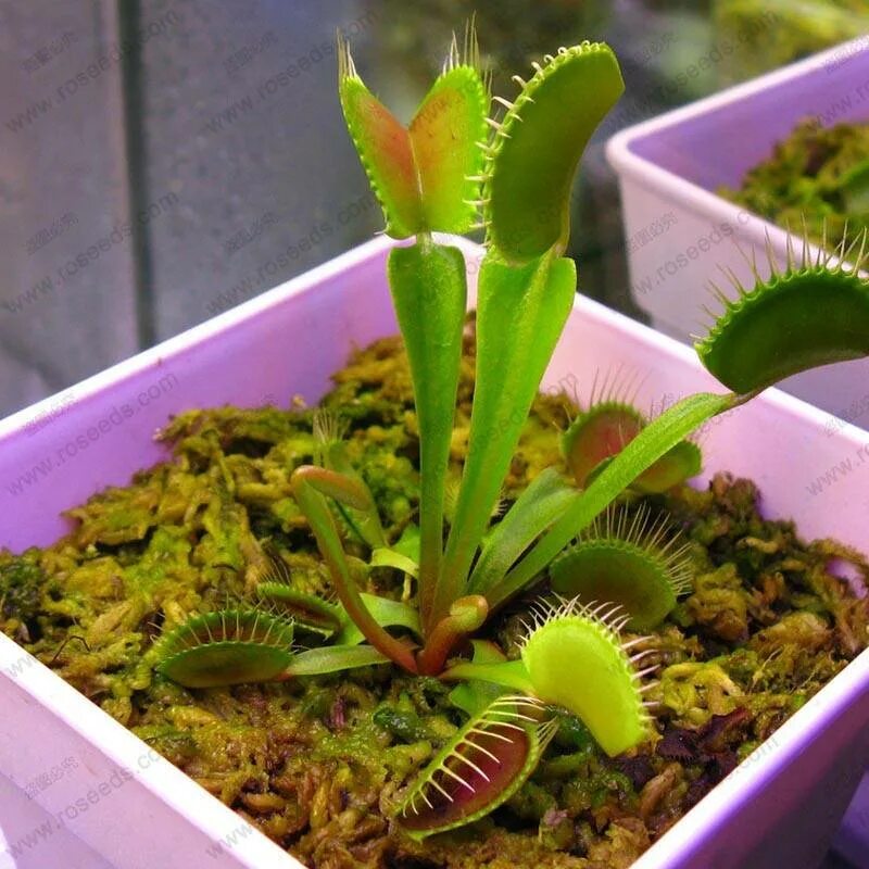 Венерина мухоловка. Мухоловка Dionaea. Семена Венериной мухоловки. Дионея d9.