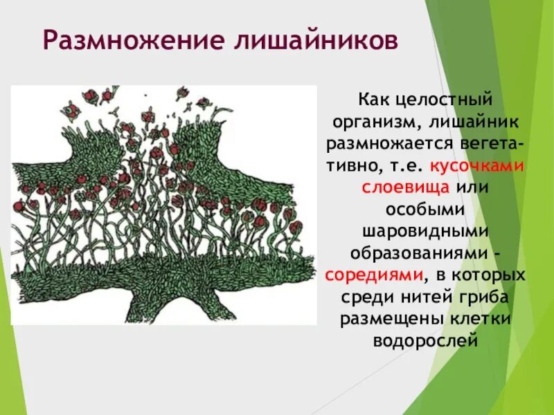 Лишайники строение размножение. Вегетативное размножение лишайников. Размножение лишайников рисунок. Бесполое размножение лишайников. Генеративное размножение лишайников.