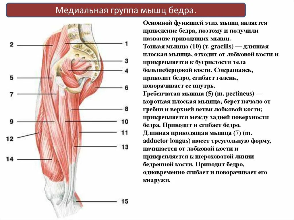 Функции приводящих мышц. Грацилис мышца бедра. Тонкая мышца бедра анатомия. Какая мышца отвечает за приведение бедра. Тонкая мышца- m. gracilis.