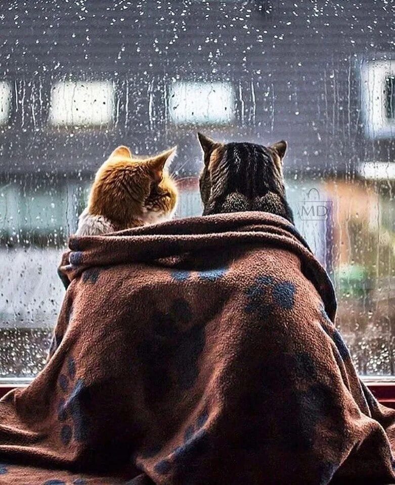 В любую погоду согревай. Дождь уют. Дождь за окном уют. Дождь за окном и плед. Уютный дождь.
