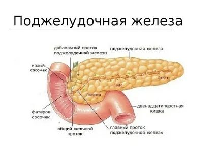К какой системе органов относится поджелудочная