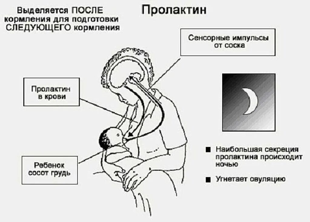 Рефлекс пролактина и окситоцина. Часы выработки пролактина при грудном вскармливании. Выделение пролактина. Выработка пролактина.