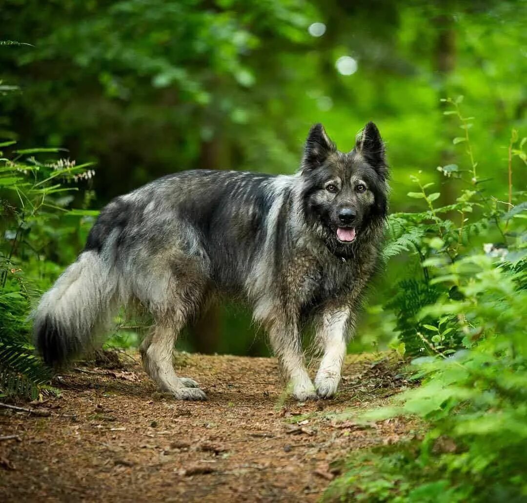 Американский гибрид. Шилонская овчарка Shiloh Shepherd. Американская Тундровая овчарка. Американская овчарка Шайлоу. Американская Тундровая овчарка American Tundra Shepherd.