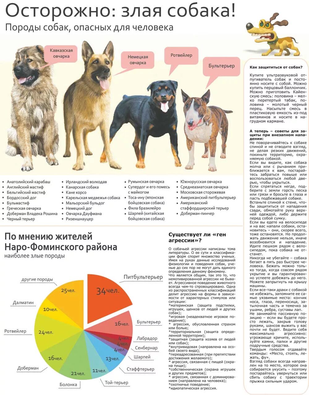 Потенциально опасные собаки в россии. Статистика по укусам собак по породам. Опасные породы собак список. Потенциально опасные породы собаа. Самые опасные породы собак.