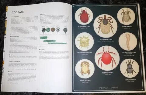 Систематика клещей