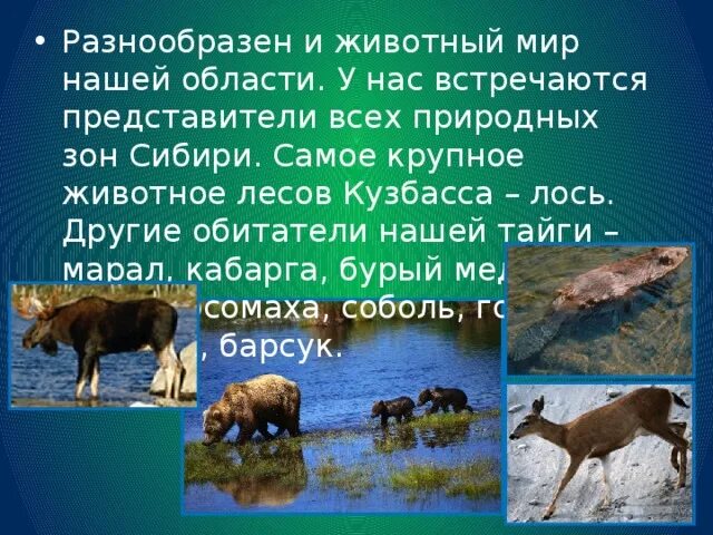 В какой природной зоне встречается медведь. Природные зоны Кузбасса сообщение. Животные тайги Кузбасса Лось. Представитель зоны Тайга благородный олень. Животные лесных зон интересные факты.