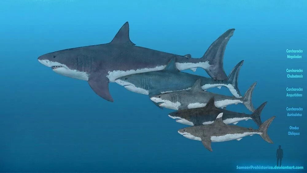 Какой длины акула. Акула МЕГАЛОДОН. Древние акулы МЕГАЛОДОН И другие. МЕГАЛОДОН 30 метров. МЕГАЛОДОН И белая акула.