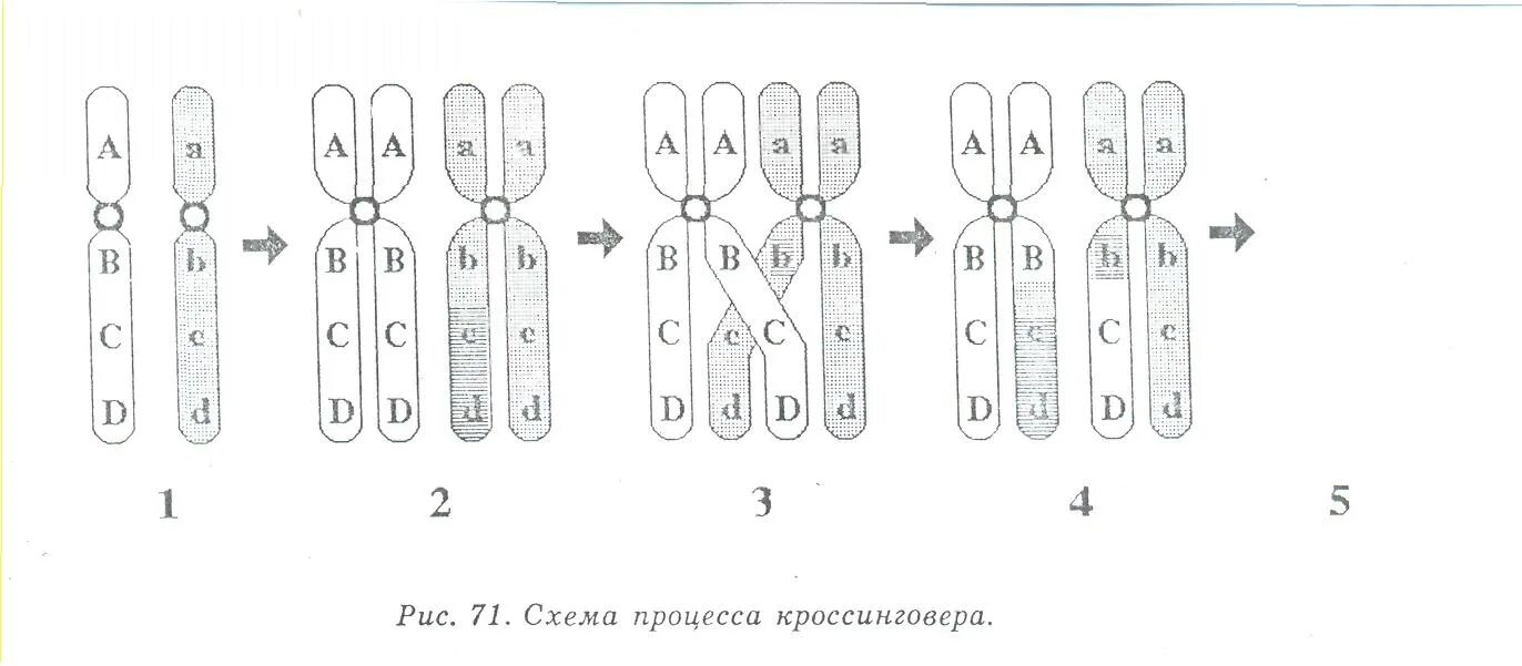 Схема процесса кроссинговера. Схема кроссинговера при мейозе. Конъюгация и кроссинговер. Схема кроссинговера хромосом.