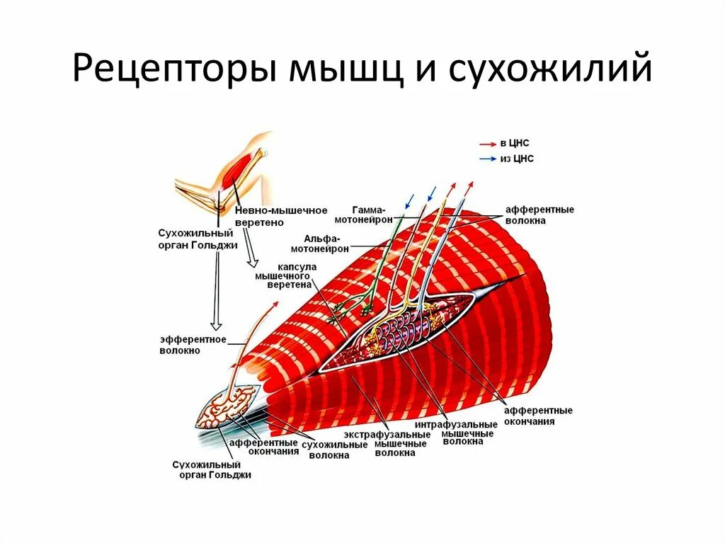 Рецепторы мышечного чувства расположены в. Рецепторы мышечных веретен. Волокна скелетных мышц Рецептор. Мышечные веретена расположены в сухожилиях. Рецепторы мышц сухожилий суставов.