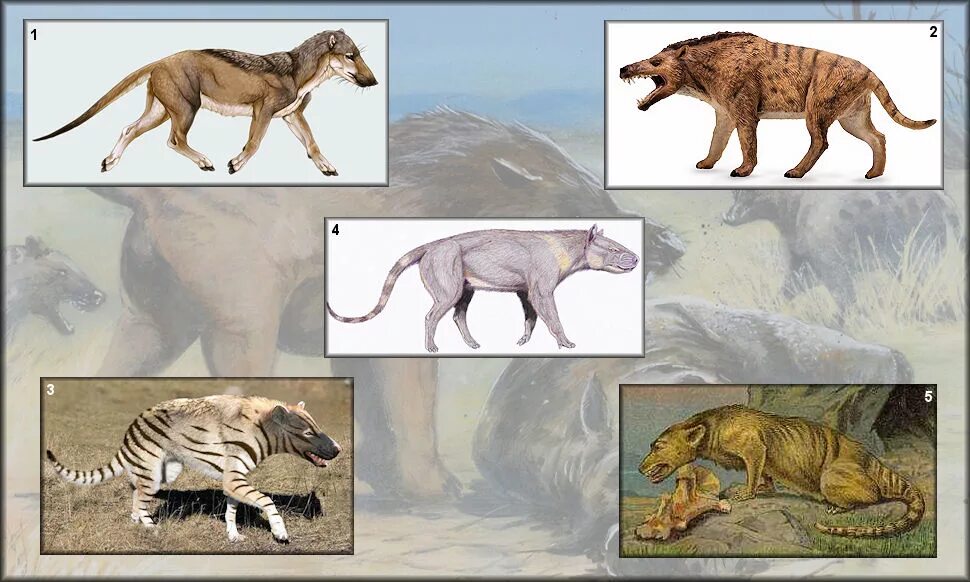 Когда появились первые позвоночные животные. Prehistoric vertebrates. Baurusuchus albertoi. Mesodma mammal. Hamilton the Life of Prehistoric animals.
