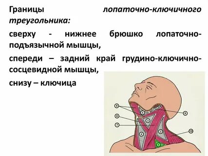 Грудино ключичный треугольник