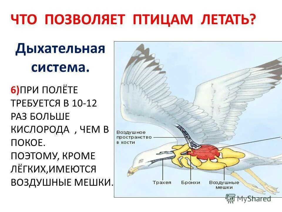 В легкие птиц поступает. Летающая птица анатомия. Что позволяет птицам летать. Как летают птицы. Полет птицы строение.