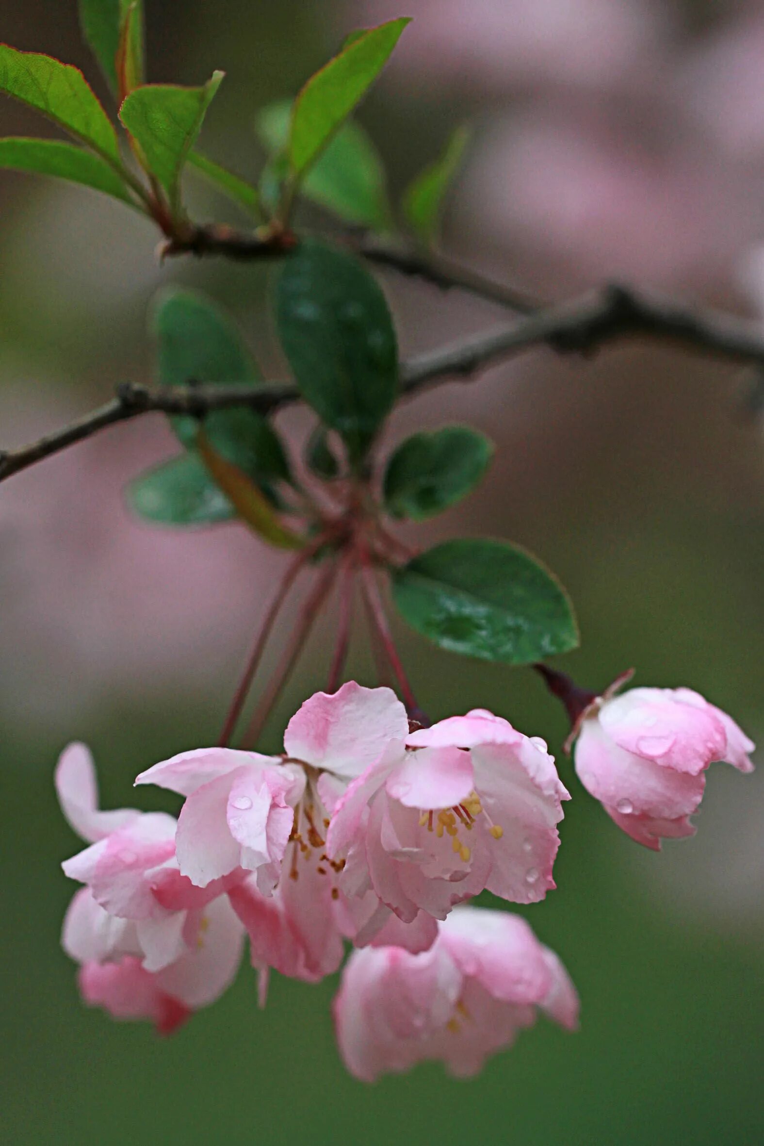 Красивые высказывания о весне. Доброе утро цветущие деревья. Пожелания с добрым утром с природой. Доброе утро цветущее дерево. Весеннее доброе утро афоризмы.