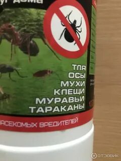 Насекомых нет