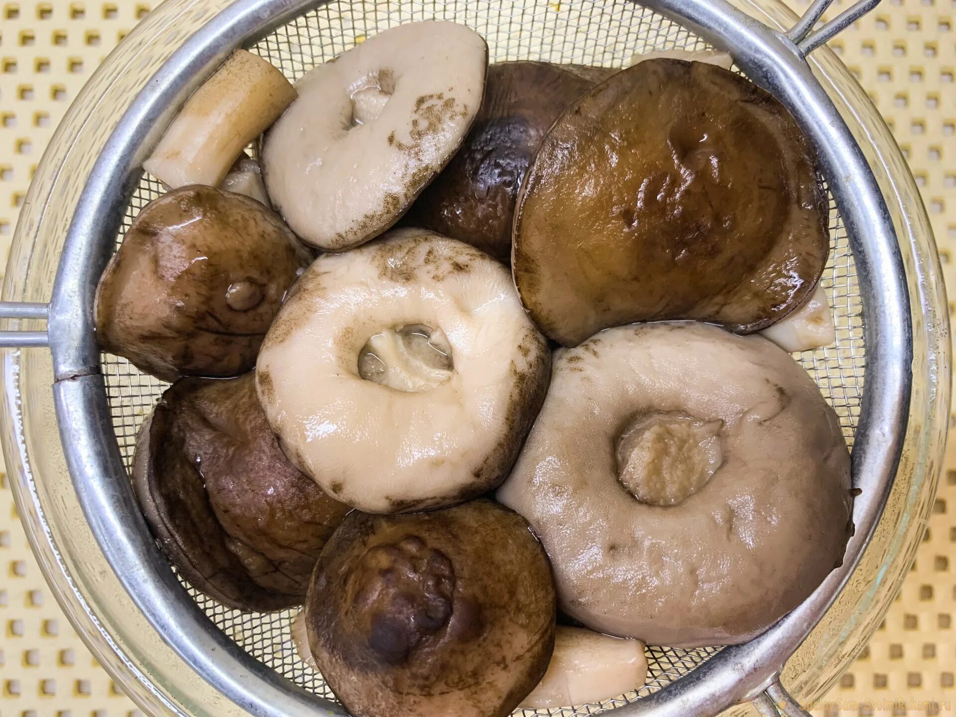 Как вкусно пожарить белые грибы. Белые грибы на сковороде. как жарить белые грибы. как пожарить синие ножки грибы на сковороде.