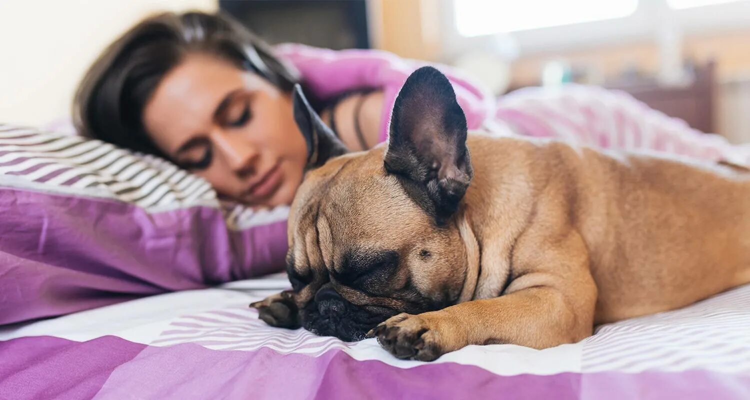 Сон видеть собаку маленькую. Собака в кровати с хозяином. Собаки в постели с хозяином. Сон с домашними питомцами.