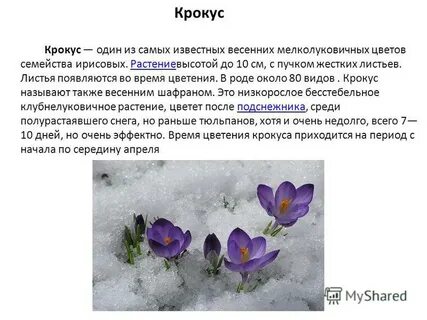Сообщения детей из крокуса