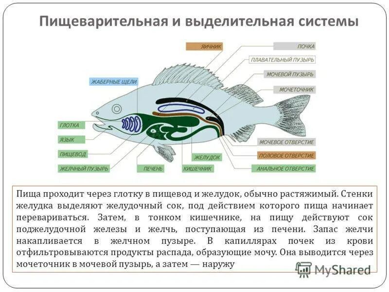 Пищеварительная система класса рыб. Выделительная система рыб схема. Внутреннее строение рыбы выделительная система. Пищеварительная и выделительная система рыб. Внутреннее строение рыбы пищеварительная система.
