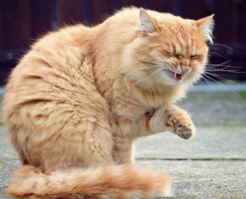 Кот чихает много раз. Кот. кошка чихает. чихающие коты. фыркающий котенок.