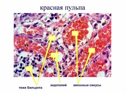 Белая и красная пульпа