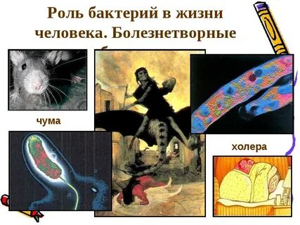 Бактерии в жизни человека доклад