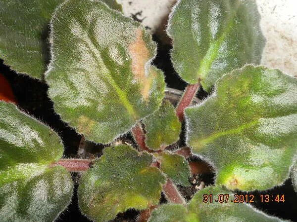 фиалка желтеют края листьев. листья фиалки посветлели. фиалка желтеют края листьев. у фиалок кончики листьев коричневеют. фиалка желтеют края листьев.