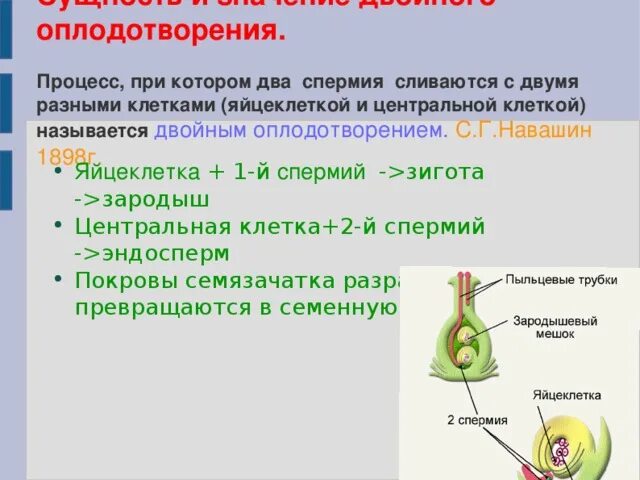 Преимущества двойного оплодотворения. Двойное оплодотворение таблица. Процесс оплодотворения у цветковых растений 6 класс. Оплодотворение у растений. Образование плодов и семян.. Результат процесса оплодотворения у цветковых.