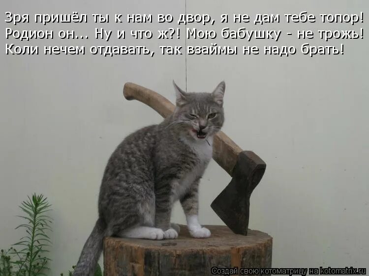 Включи котика ну