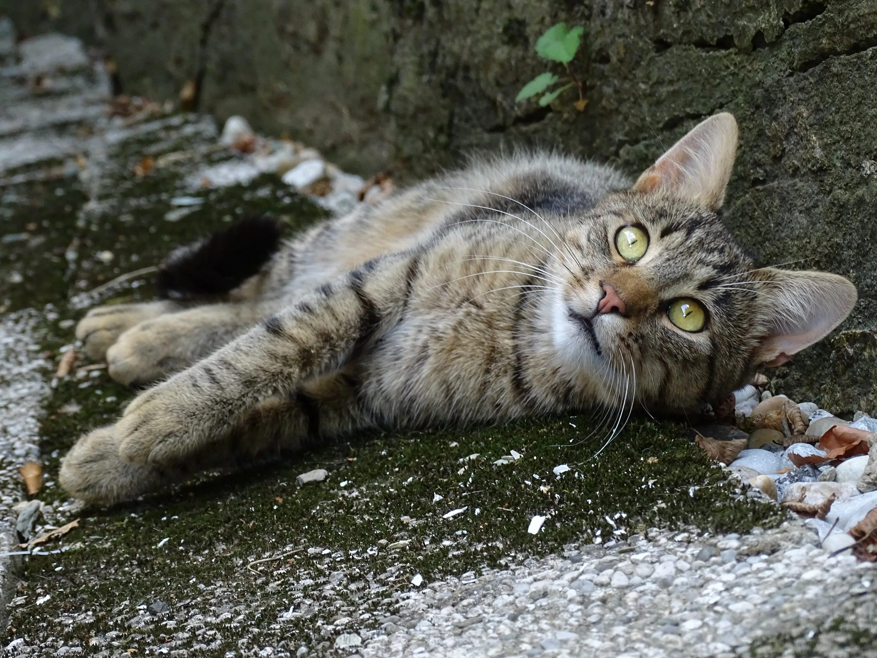 Которые делают котики
