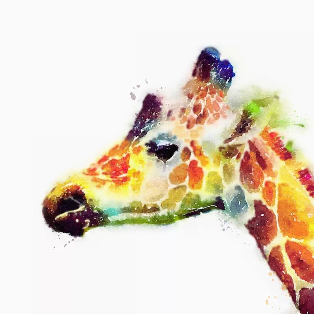 Animals menu