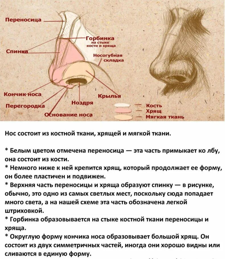 Строение наружного носа. Строение носа (схема 4 класс). Строение носа человека схема с описанием анатомия. Анатомия костей носа человека схема. Нос и его строение.