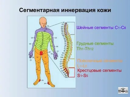 Сегменты туловища