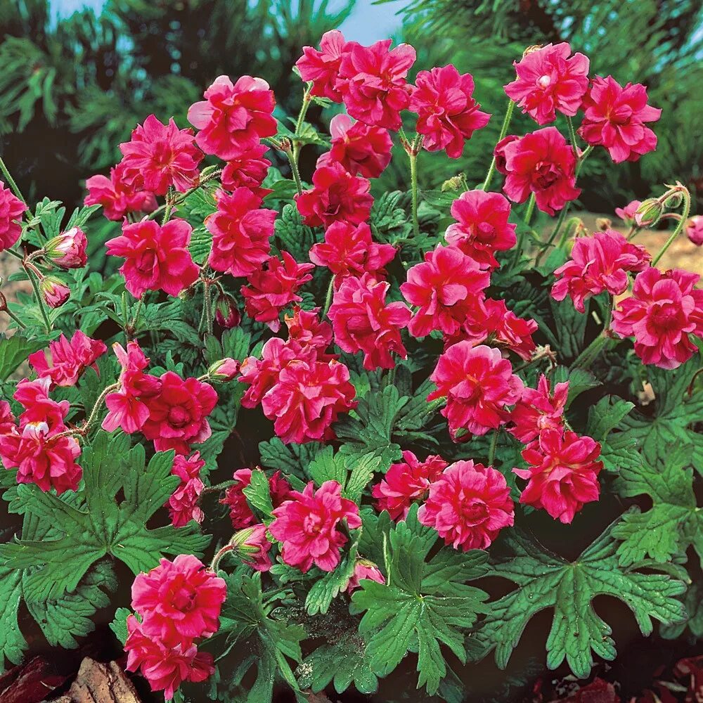 Герань гималайская. Герань Садовая махровая. Садовые герани (Geranium). Садовая герань (журавельник.