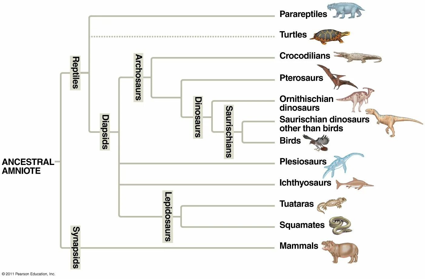 Филогенетическое Древо рептилий. Филогенетическое Древо динозавров. Схему "систематика рептилий". Происхождение и Эволюция рептилий схема. Млекопитающие древо