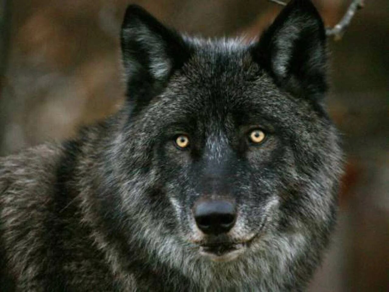 Самый главный волк. Лирый волк. Черный волк. Морда волка. Крупный волк.