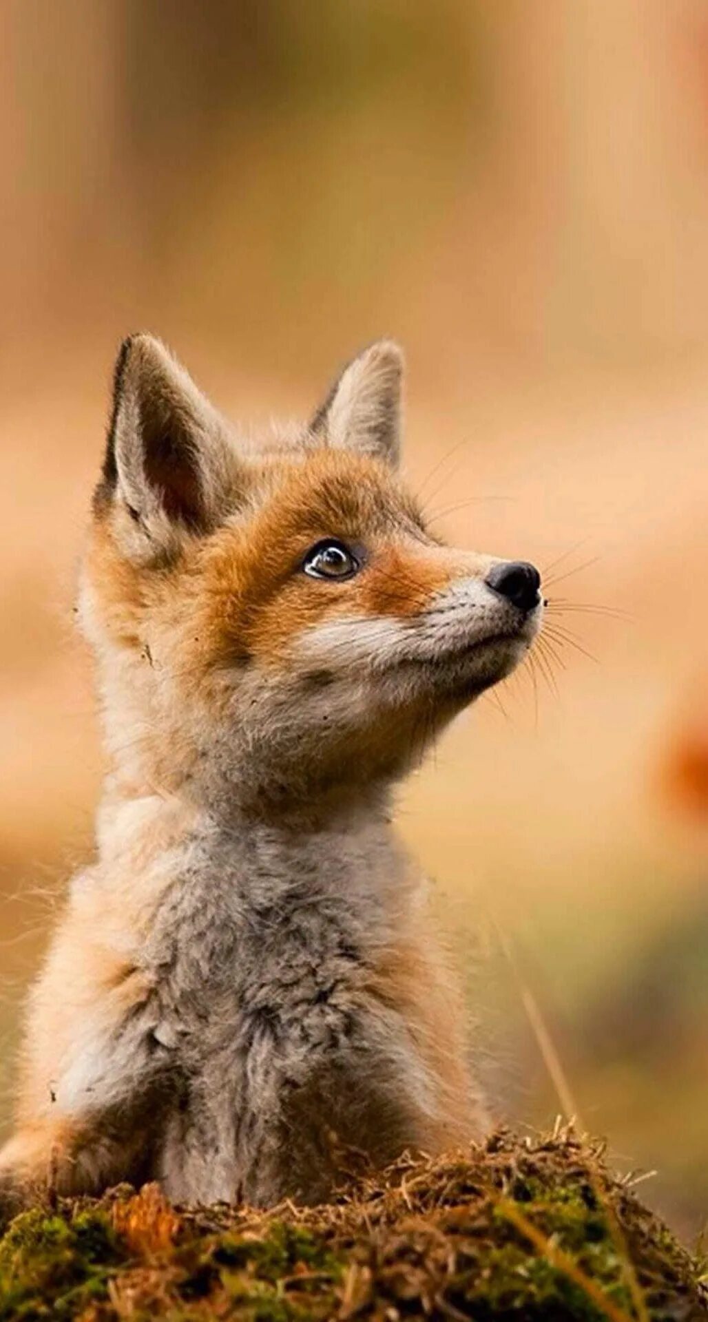 Kit fox. Лиса. Лисенок. Милые лисята. Лиса фото.