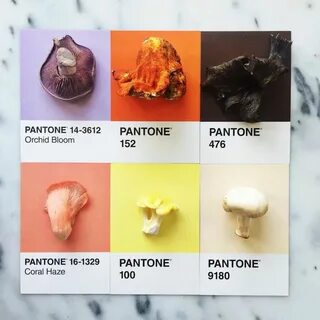 Краска pantone mushroom